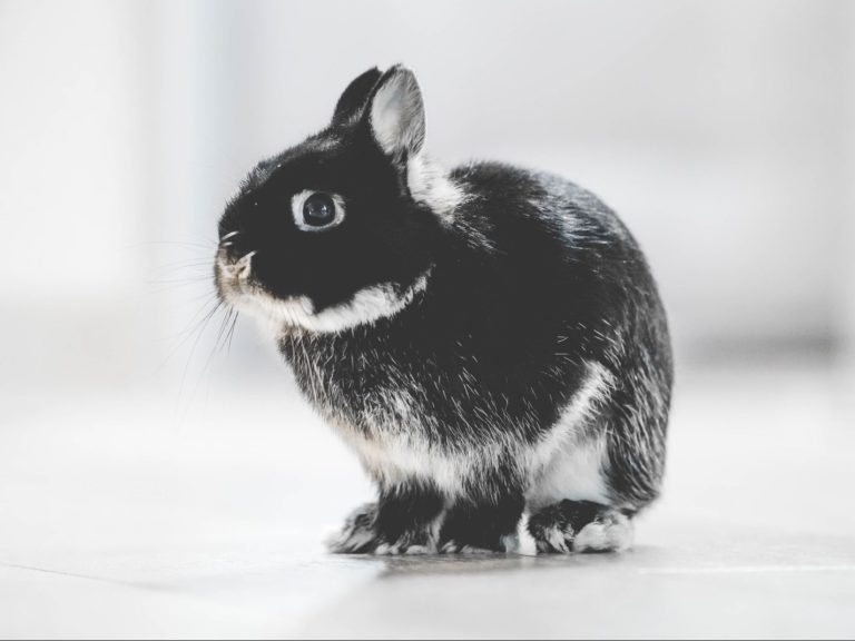 photo of black and white rabbit