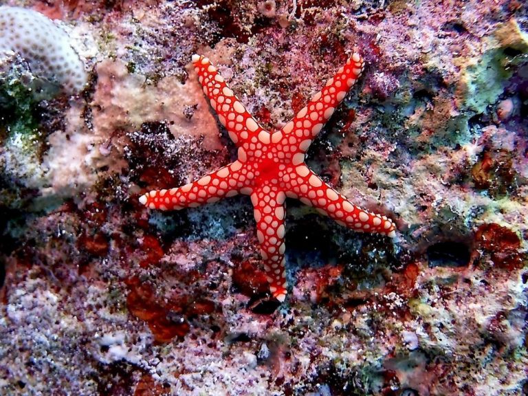 red and white starfish on coral reef