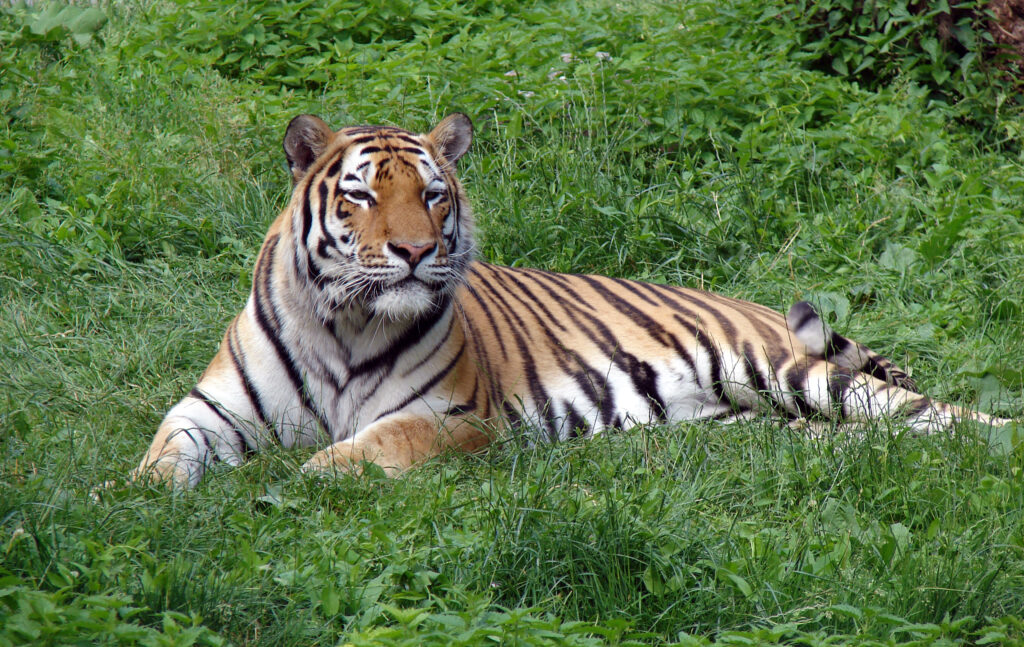 Panthera tigris altaica in Lodz Zoo scaled e