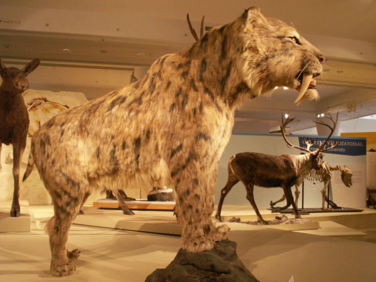 Smilodon Populator