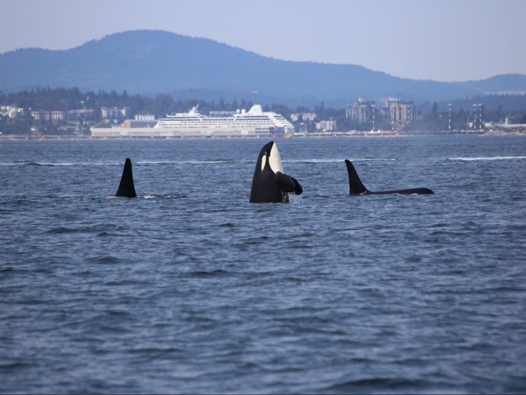 whales on body of water