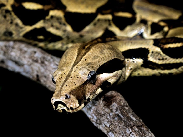 brown and black python photo