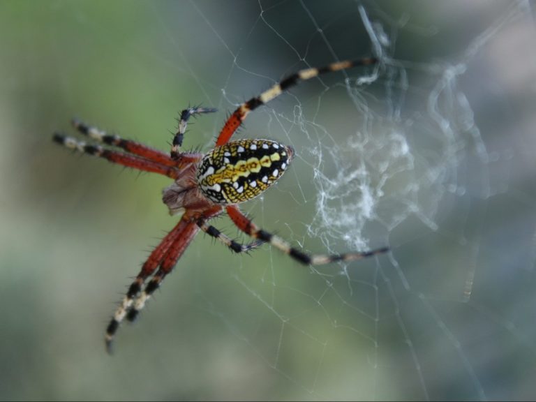 red and black spider