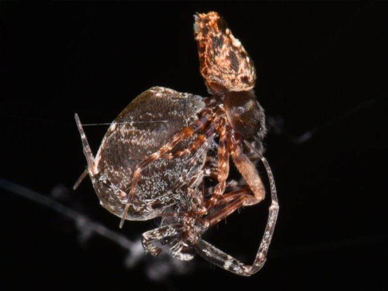 eg spider feat x  e