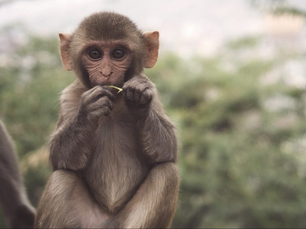 selective photo of brown and white primate
