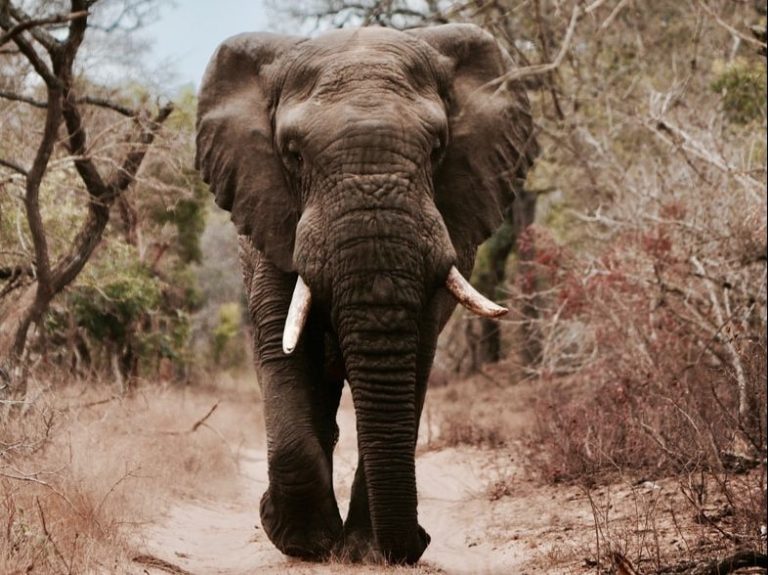 black elephant walking on brown sand
