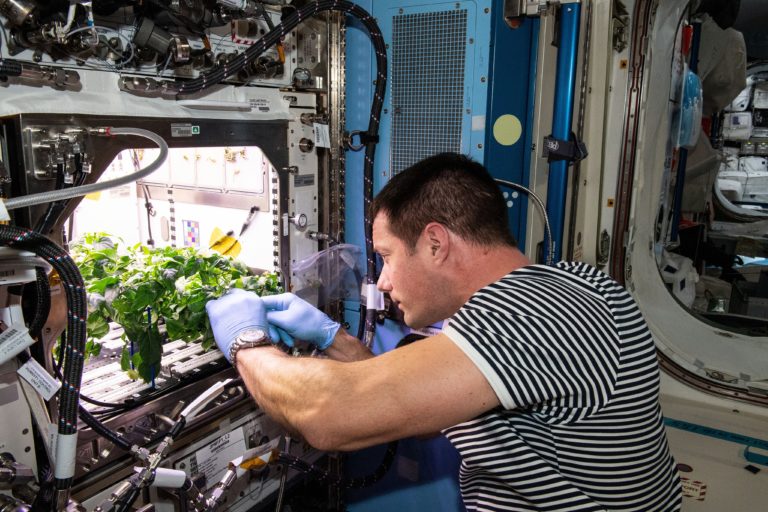 ISS  Thomas Pesquet cleans up plant debris scaled e