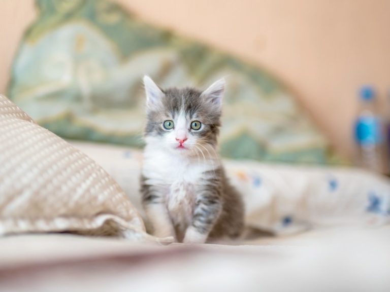 white and gray kitten on white textile