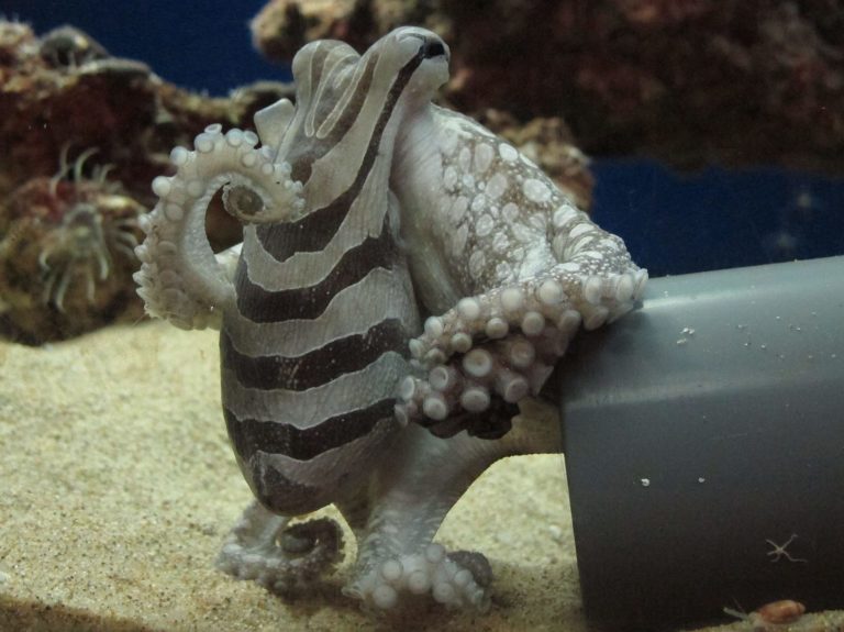 Larger Pacific Striped Octopus e