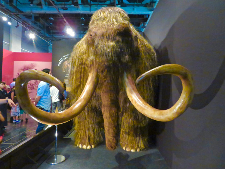 Model of Mammuthus primigenius