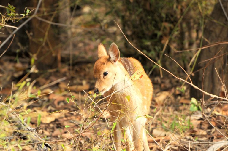 BABY DEER AT BANDHAVGARH NATIONAL PARK scaled e
