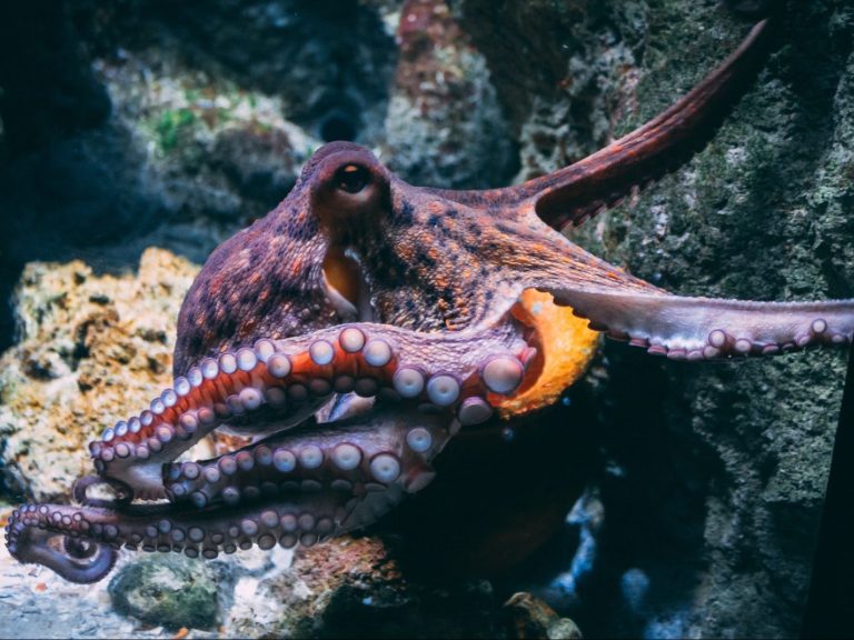 brown and black dragon in water