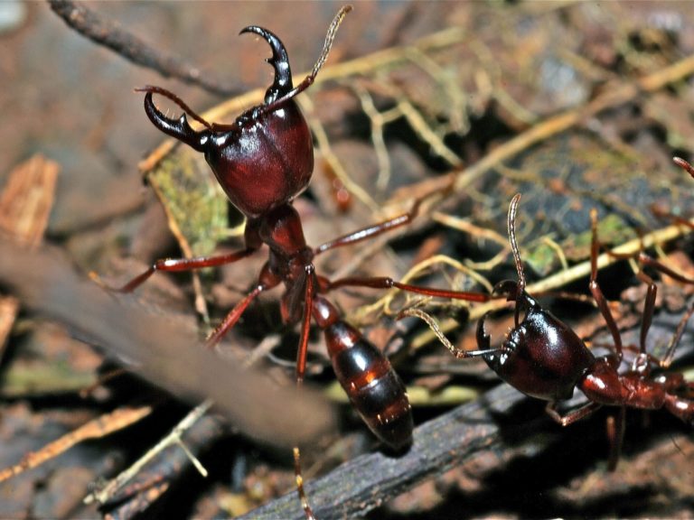 Army Ants Dorylus sp