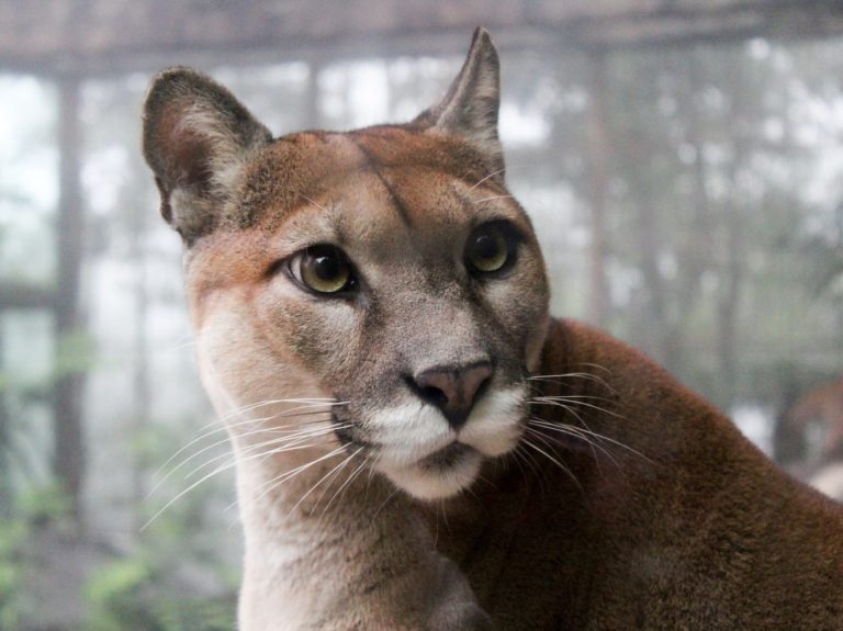 selective focus photo of adult big cat family