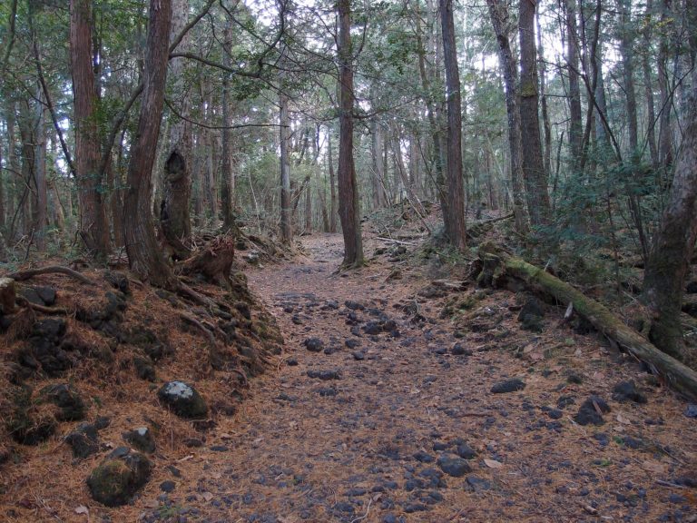 px Aokigahara Forest