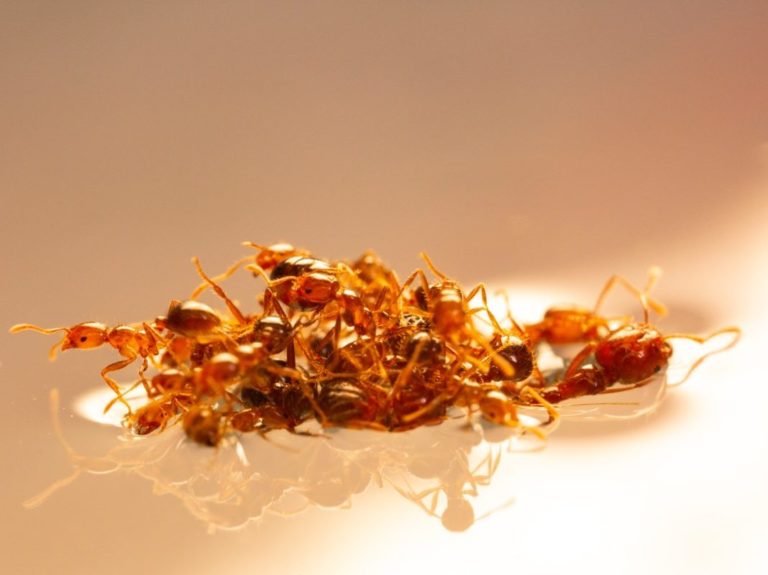 ant e
