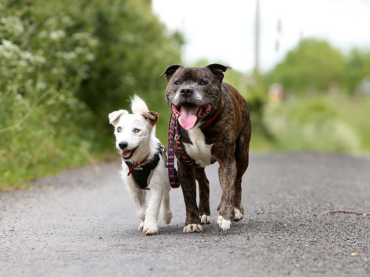 blind dog guide best friends abandoned rescued stray aid shelter glenn buzz  e