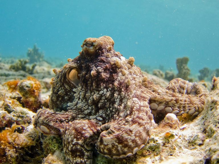selective focus photography of octopus