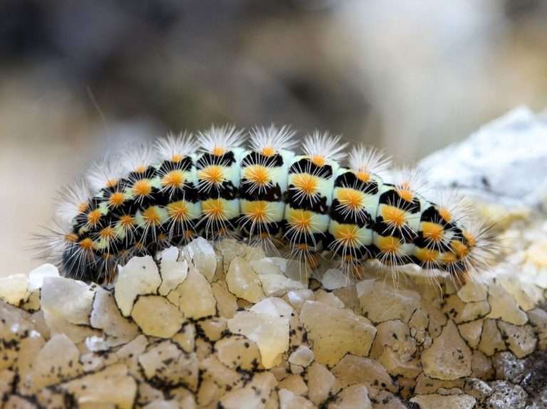 Black and White Caterpillar on White Stone