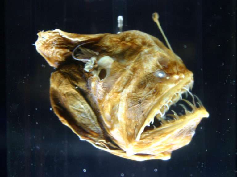 Melanocetus johnsonii e