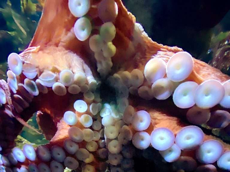 Suckers on octopus  e
