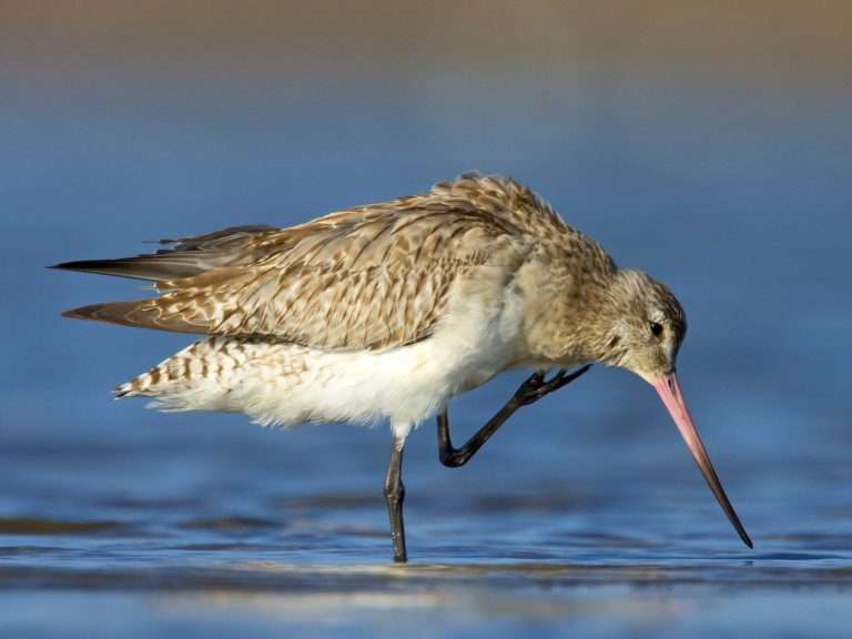 Bar tailed Godwit at Lake Wollumboola Jervis Bay National Park NSW e