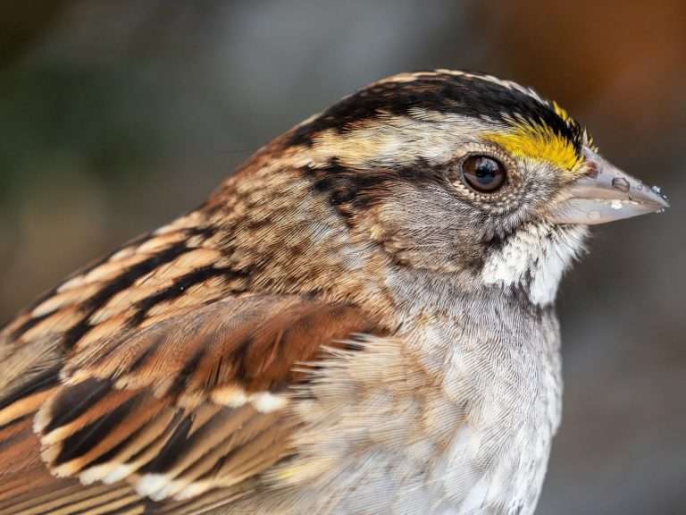 White throated sparrow in CP close up  e