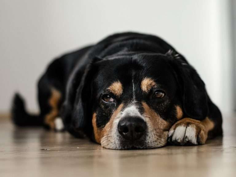 short-coated black and brown dog lying down on brown surface