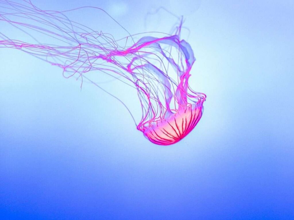jelly fish, aquarium, jelly