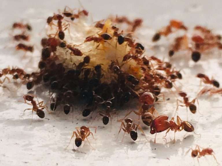 brown and black ant on white surface