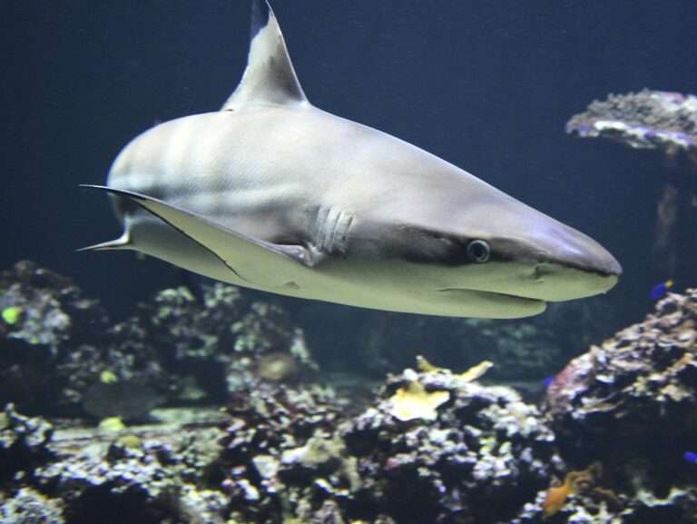 blacktip shark, shark, dangerous