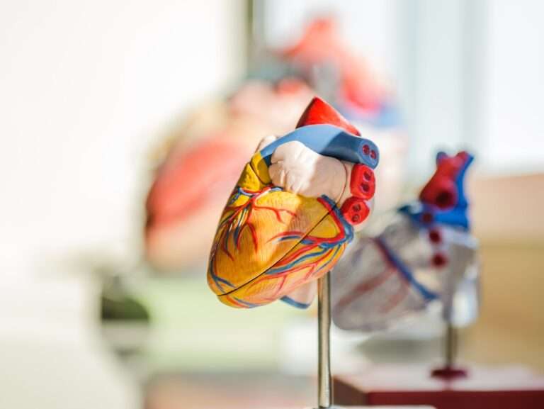 selective focus photography of heart organ illustration