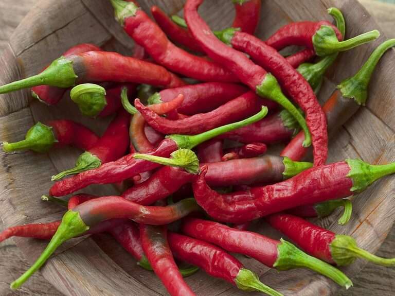 chillis, chillies, gardening