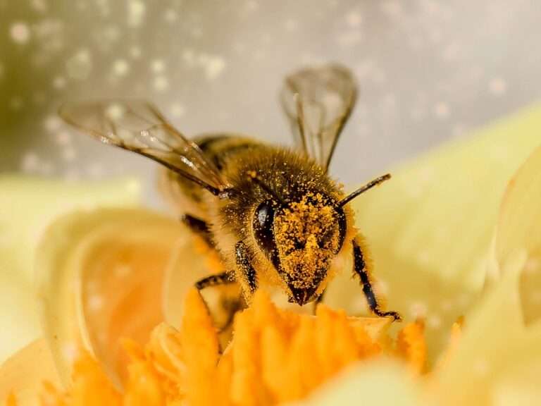bee, flower, flower wallpaper