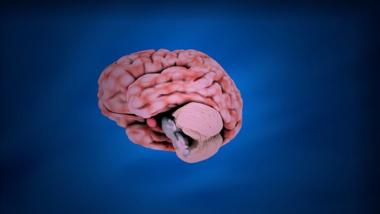 brain, nervous, anatomy