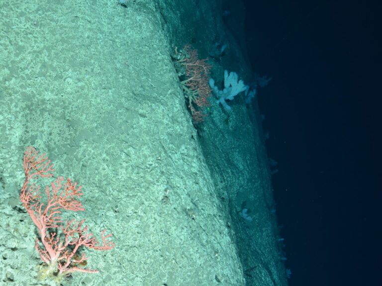 corals and seaweed on the bottom of the ocean floor