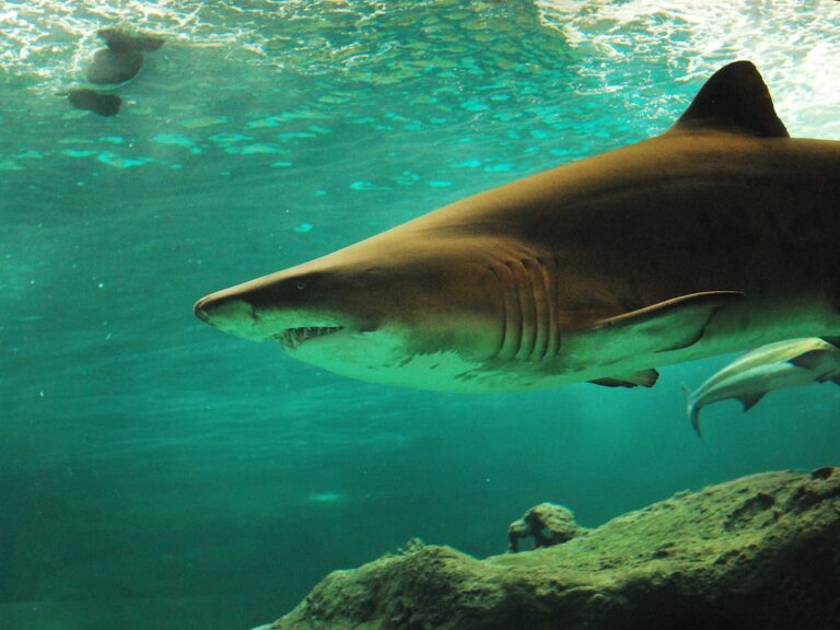 shark, nature, underwater