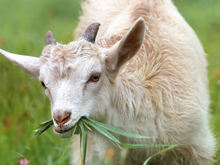 goat, grass, livestock