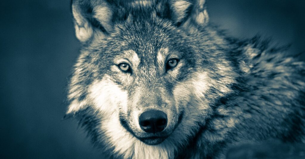 wolf, wolf head, wolves
