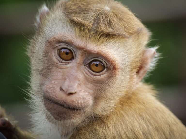 monkey, eyes, animal