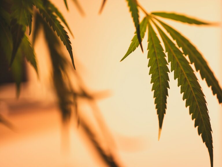 green palm tree during daytime