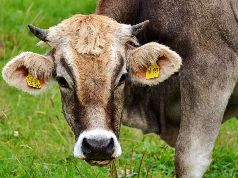 cow, ruminant, cattle