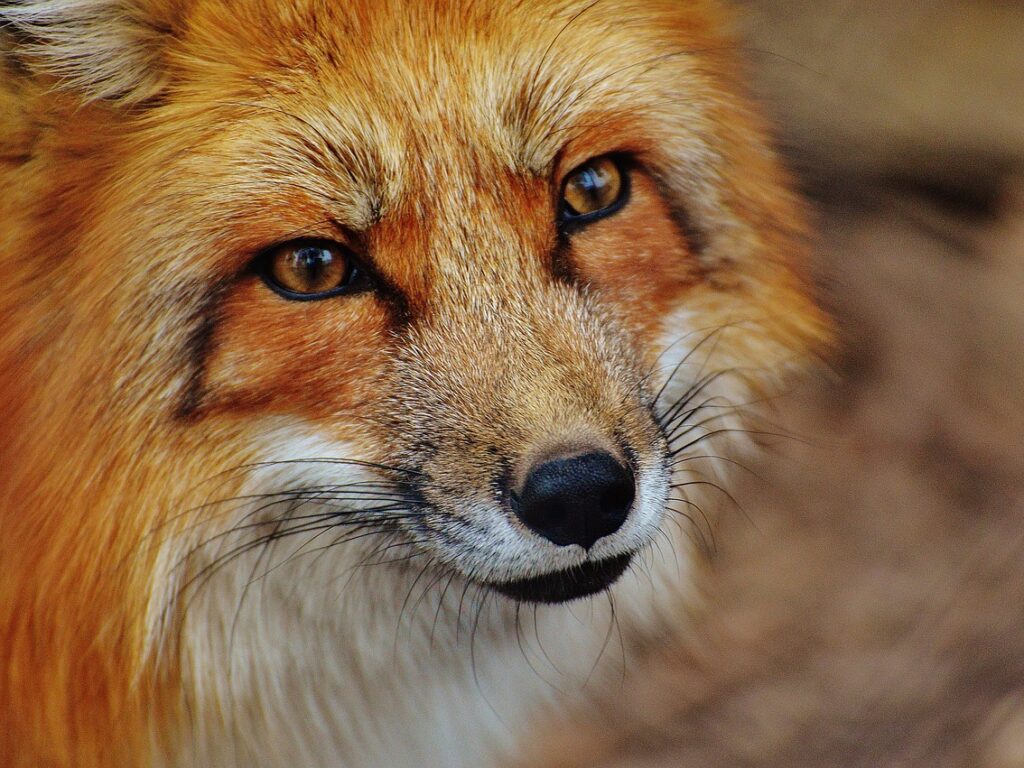 red fox, animal, wildlife