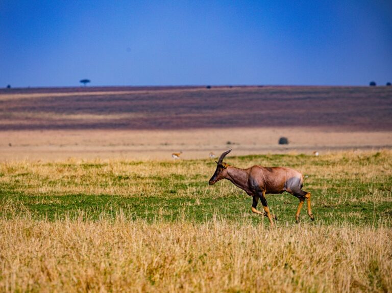 antelope, thomson gazelle, field