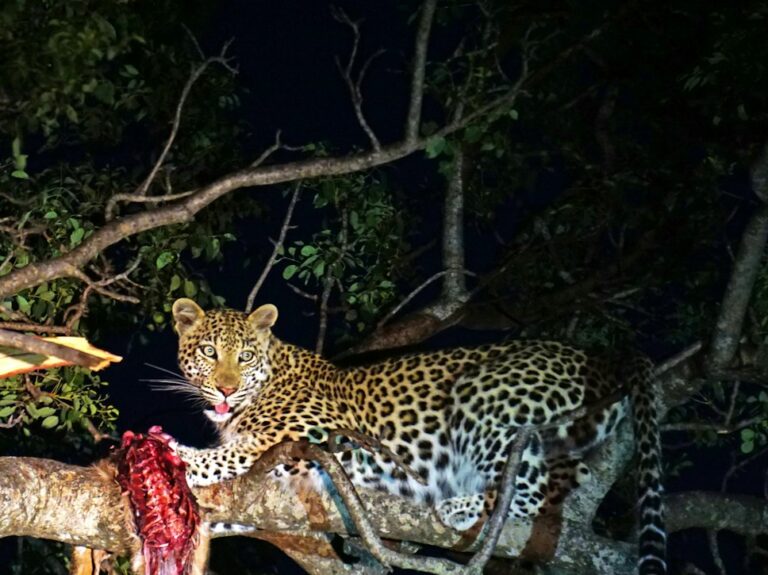 leopard eating on top of tree branch