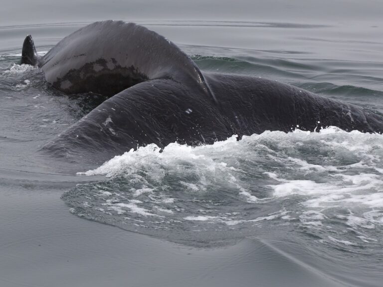 iceland, humpback, whale