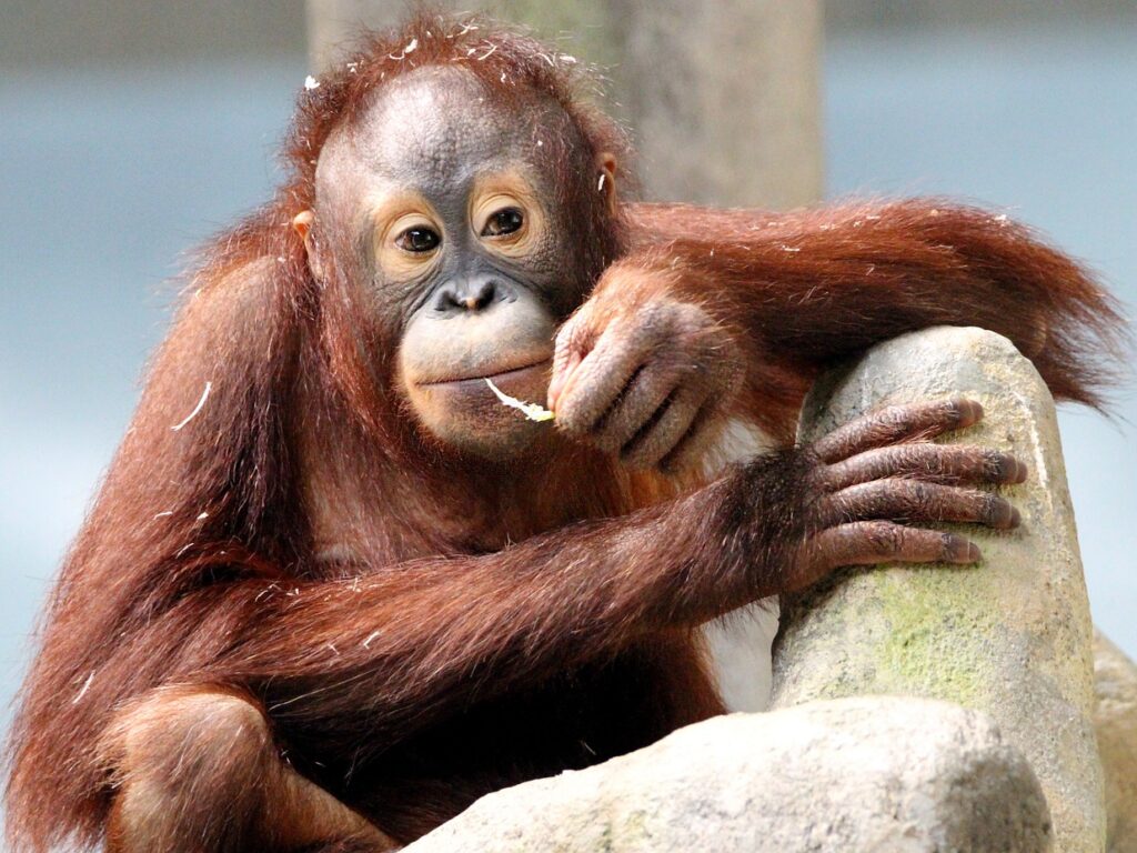 ape, orangutan, primate