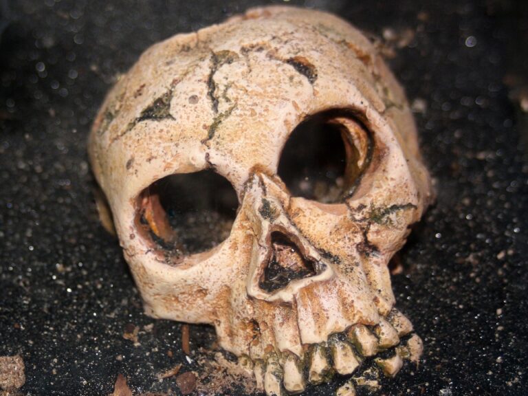 skull, skeleton, human