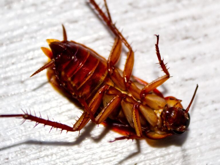 cockroach, bug, insect